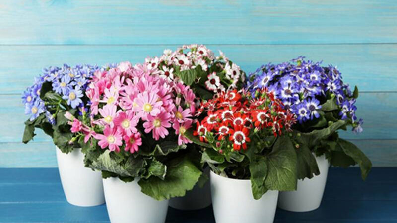 راهنمای کاملِ کاشت و نگهداری گل سینره برای عید نوروز