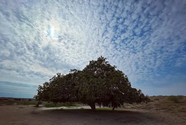 درخت انجیر معابد