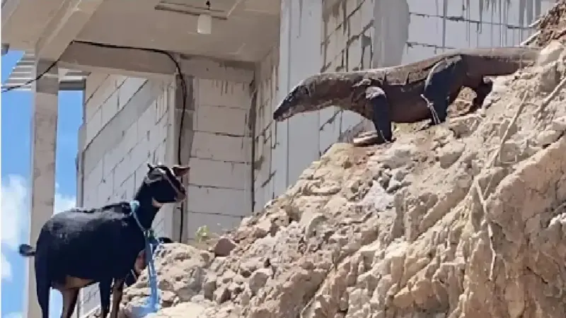 فیلم/ مستند حیات وحش؛ کومودو هفت خط برای بلع بز کوه هارو نوردید