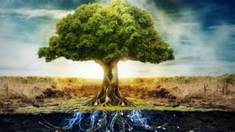 ۱۲ درخت مقدس چه رازی را حمل می‌کنند؟