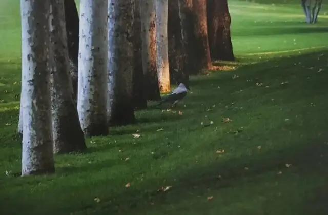 از عکس های عباس کیارستمی