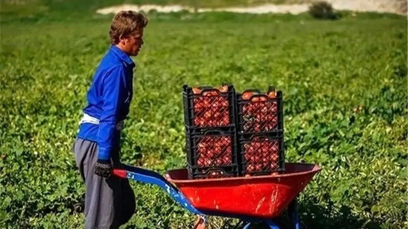 خلاقیت کشاورز تبریزی در آبیاری ابتکاری در زمان بی آبی شاهکاریه در نوع خودش/ هنر نزد ایرانیان است و بس - وب‌گردی