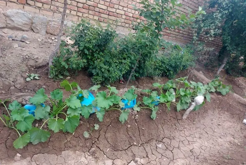 خلاقیت در آبیاری