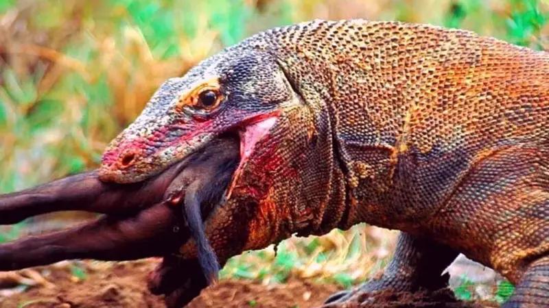 صحنه‌های خشن حیات وحش/  نبرد نفس گیر گراز و اژدهای کومودو
