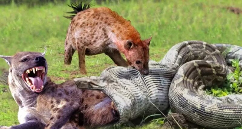 حیات وحش ؛ مستند حیات وحش حیوانات/ آناکوندا ؛ کفتارها