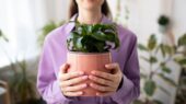 بهترین روش آبیاری گیاهان آپارتمانی