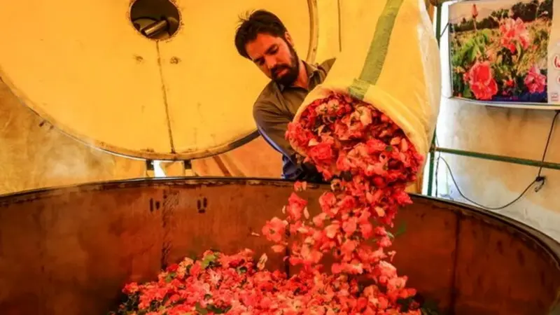پرونده جهانی گلاب‌گیری کاشان به یونسکو ارسال شد