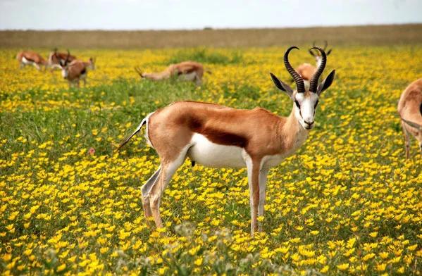 عکس زیبای بز کوهی در طبیعت