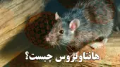 هانتاویروس چیست و چگونه منتقل می‌شود؟ + علائم اولیه