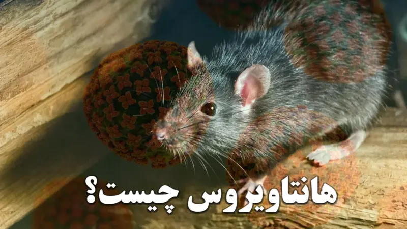 هانتاویروس چیست و چگونه منتقل می‌شود؟ + علائم اولیه