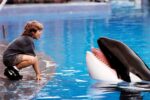 بازسازی خاطره‌انگیز Free Willy در استودیوی وارنز برادرز کلید خورد - فیلم و سریال