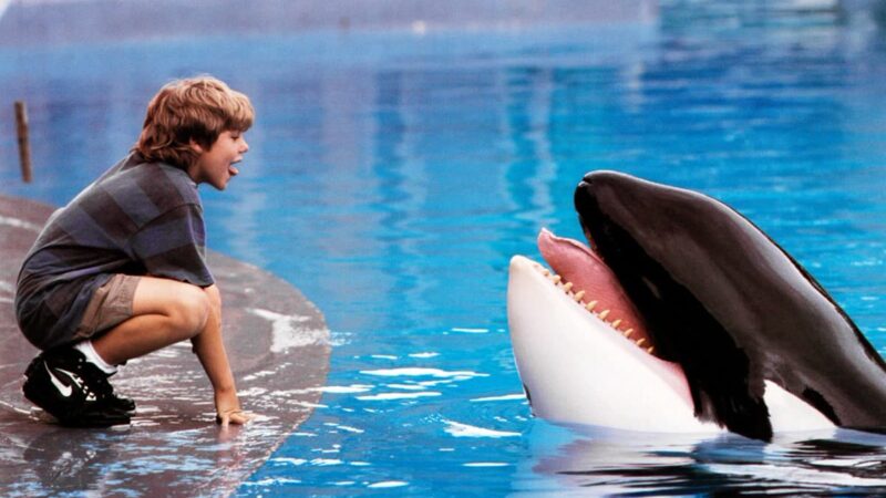 بازسازی فیلم خاطره‌انگیز Free Willy در استودیوی وارنز برادرز کلید خورد