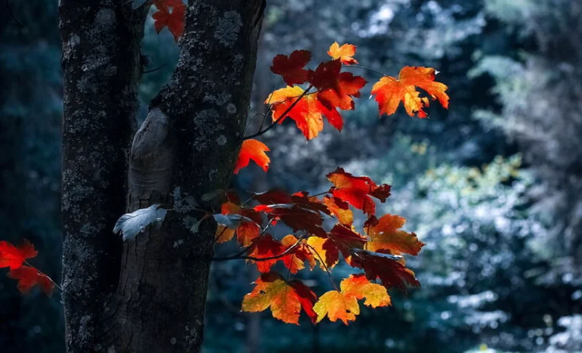 عکس پروفایل پاییزی